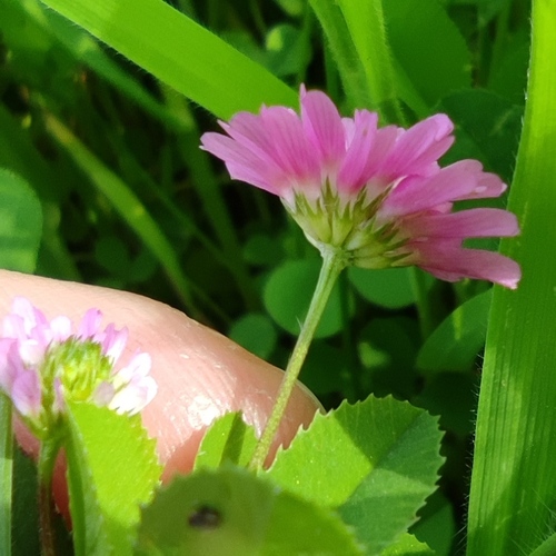 Trifolium resupinatum (Persian clover) — photo