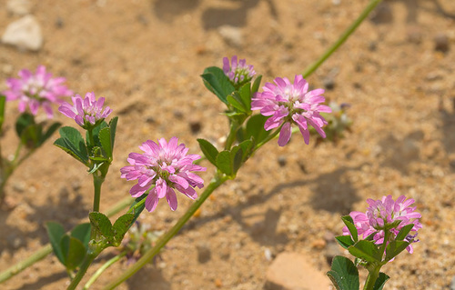 Trifolium resupinatum (Persian clover) — photo