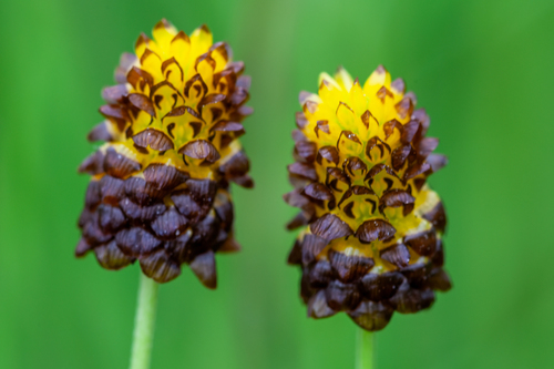 Trifolium spadiceum — photo