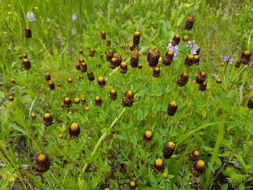 Trifolium spadiceum — photo