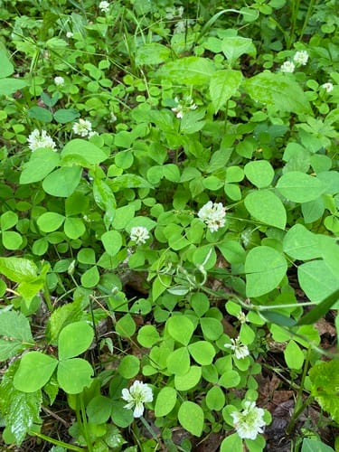 Trifolium stoloniferum — photo
