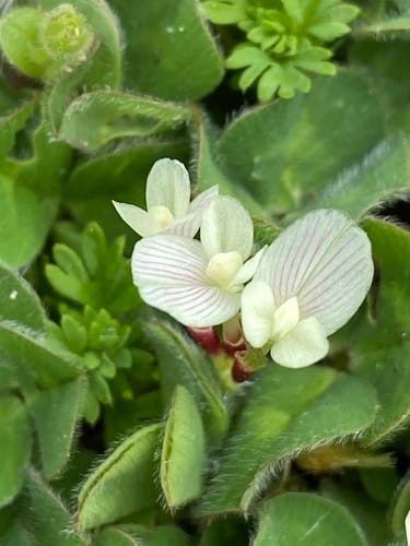 Trifolium subterraneum (Subterranean clover) — photo