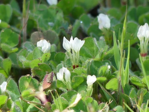 Trifolium subterraneum