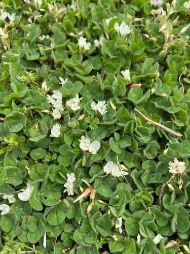 Trifolium subterraneum (Subterranean clover) — photo