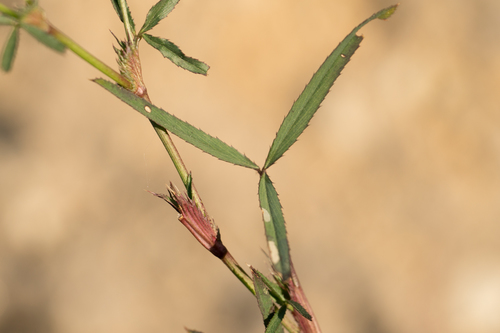 Trifolium tridentatum (Tomcat clover) — photo