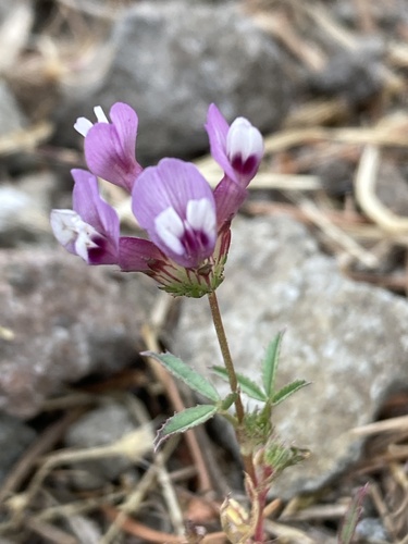 Trifolium tridentatum