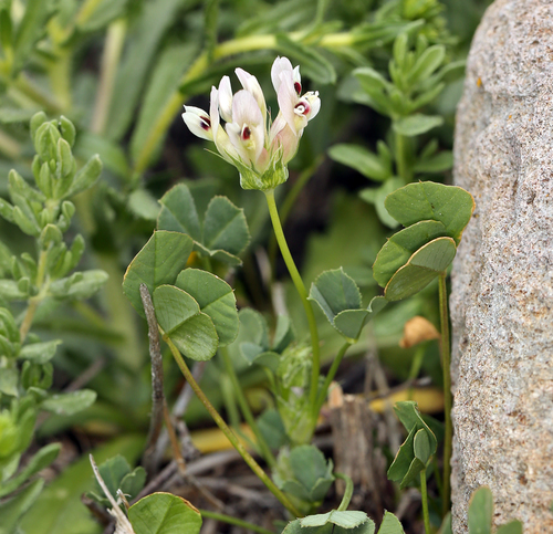 Trifolium virescens (Sweet clover) — photo