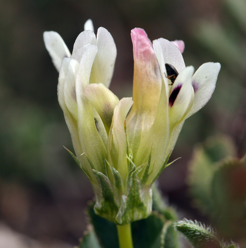 Trifolium virescens (Sweet clover) — photo