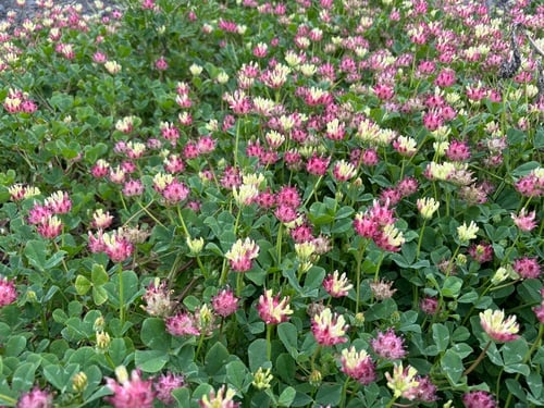 Trifolium virescens