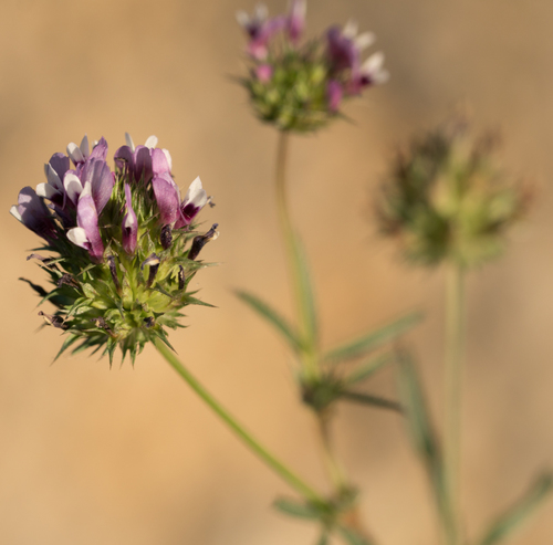 Trifolium willdenovii (Tomcat clover) — photo