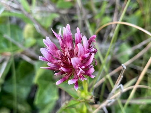 Trifolium wormskioldii (Springhead clover) — photo