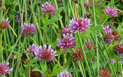 Trifolium wormskioldii