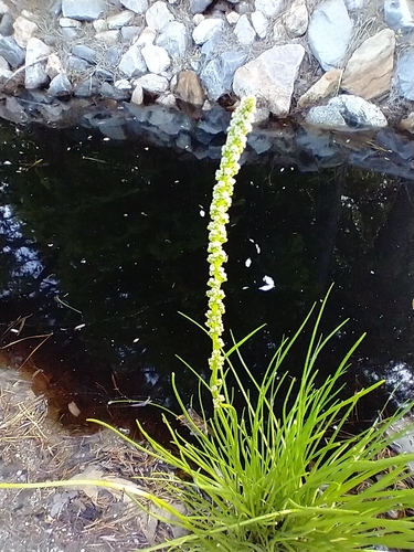 Triglochin maritima (Seaside arrowgrass) — photo