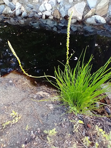 Triglochin maritima (Seaside arrowgrass) — photo