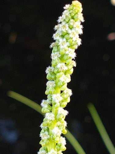 Triglochin maritima