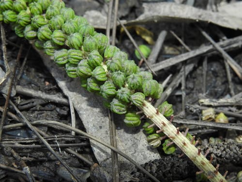 Triglochin multifructa — photo