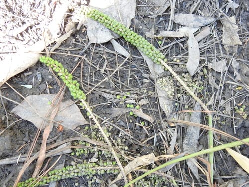 Triglochin multifructa — photo