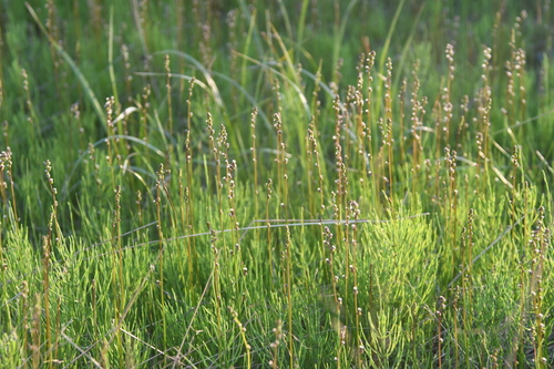 Triglochin palustris (Marsh arrow grass) — photo