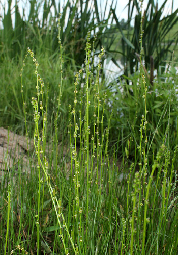 Triglochin palustris (Marsh arrow grass) — photo