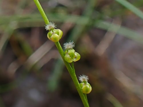 Juncaginaceae