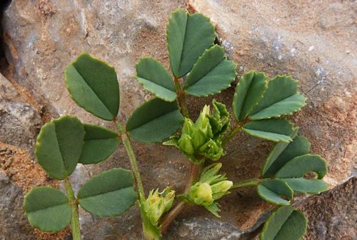 Trigonella anguina