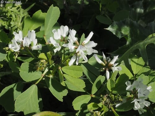 Trigonella arabica (Wild arabian fenugreek) — photo