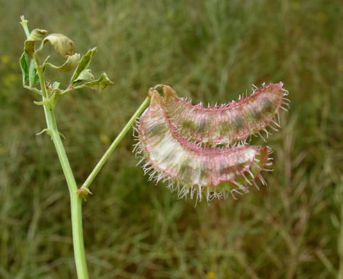 Trigonella arabica (Wild arabian fenugreek) — photo