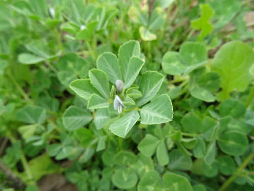 Trigonella berythea