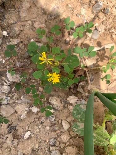 Trigonella caelesyriaca — photo