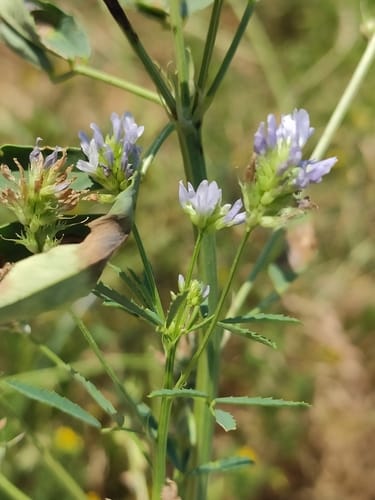 Trigonella caerulea (Sweet trefoil) — photo
