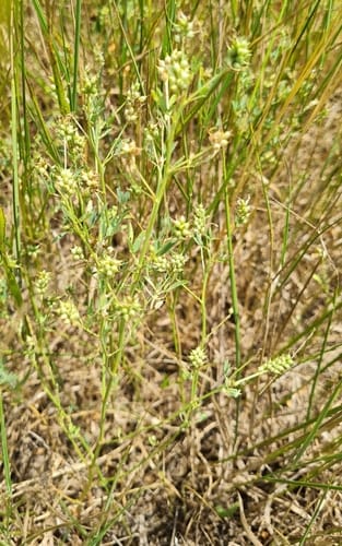 Trigonella caerulea (Sweet trefoil) — photo