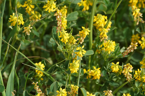 Trigonella corniculata (Sickle-fruited fenugreek) — photo