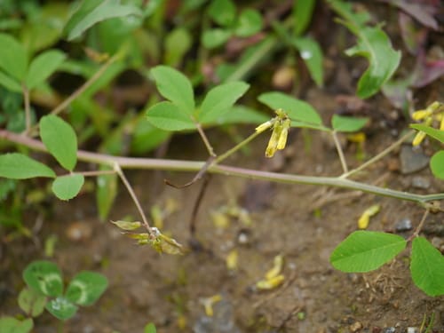 Trigonella emodi — photo