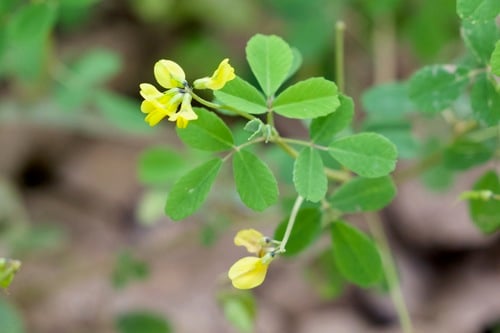 Trigonella emodi