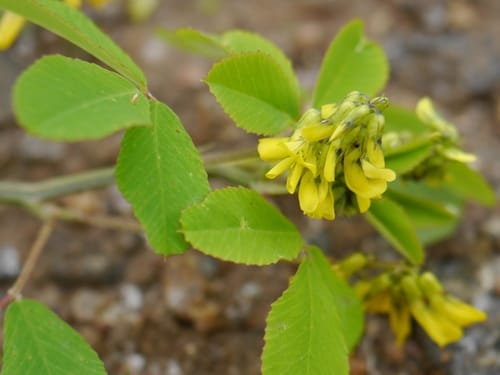 Trigonella emodi — photo