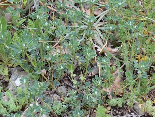 Trigonella foenum-graecum (Fenugreek) — photo