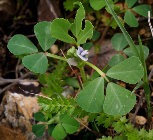 Trigonella foenum-graecum