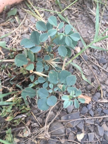 Trigonella foenum-graecum (Fenugreek) — photo