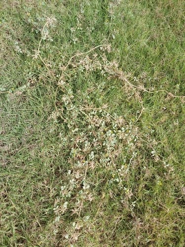 Trigonella glabra