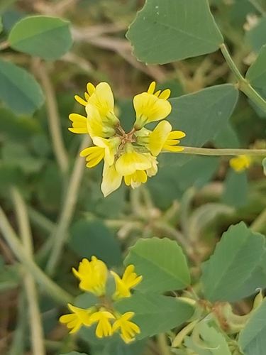 Trigonella glabra subsp. uncata