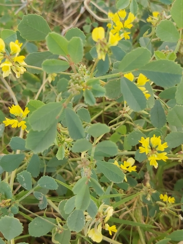Trigonella glabra subsp. uncata — photo