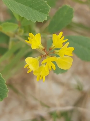 Trigonella glabra subsp. uncata — photo
