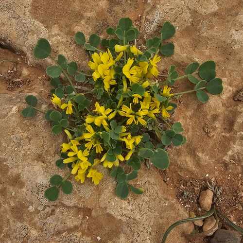 Trigonella stellata