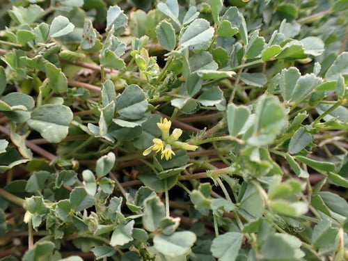 Trigonella suavissima (Cooper clover) — photo