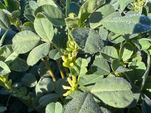 Trigonella suavissima