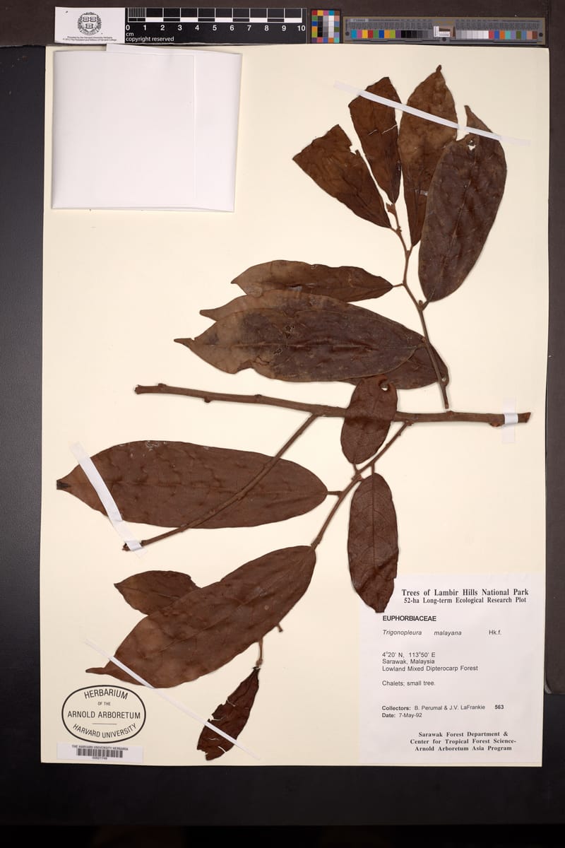Trigonopleura malayana (Wild gambir tree) — photo