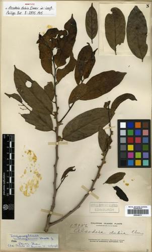 Trigonopleura malayana