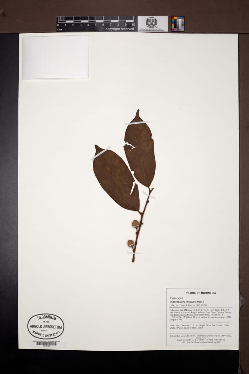 Trigonopleura malayana (Wild gambir tree) — photo
