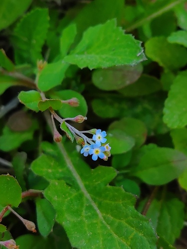 Trigonotis peduncularis (Cucumber Herb) — photo