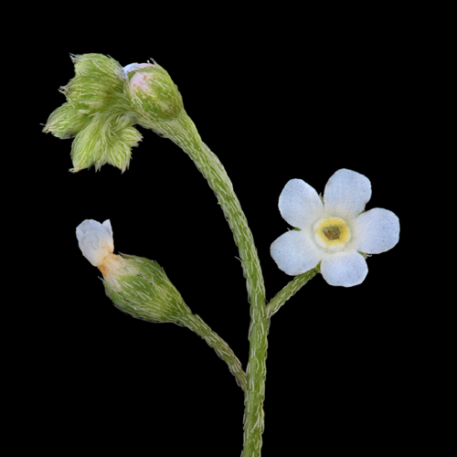 Trigonotis peduncularis (Cucumber Herb) — photo